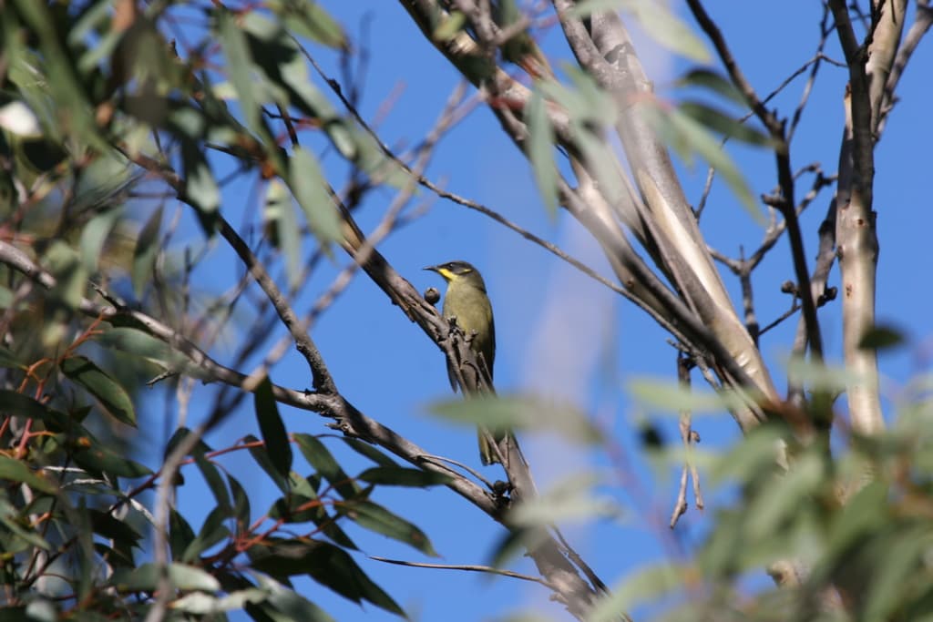 Purple-gaped Honeyeater