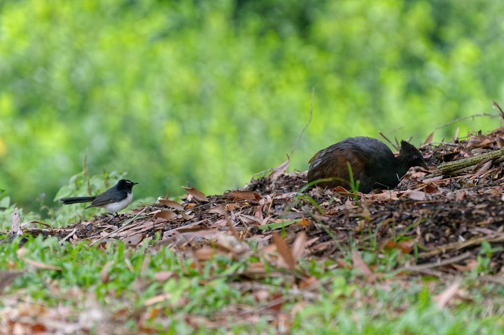 Orange-footed Scrubfowl