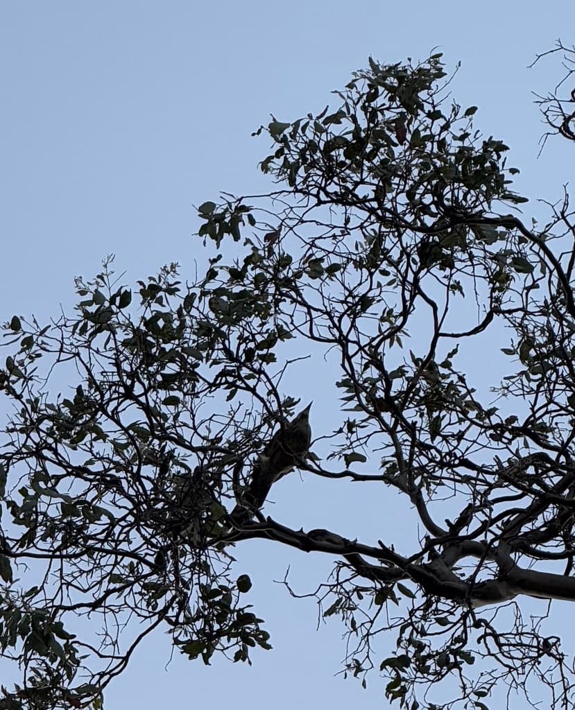 Yellow Wattlebird
