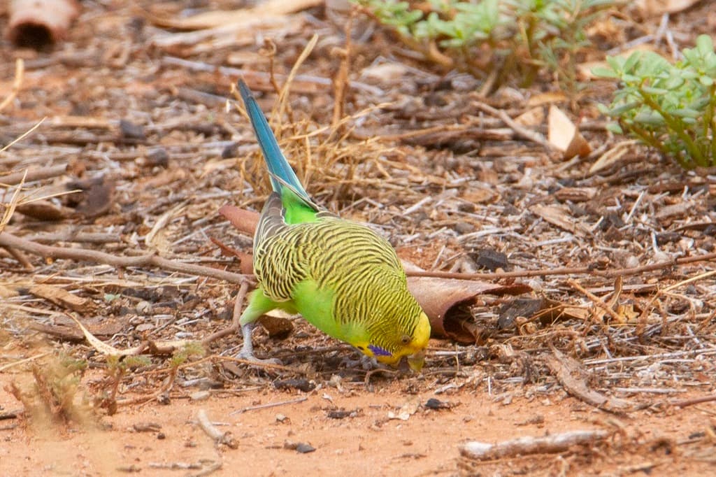 Budgerigar