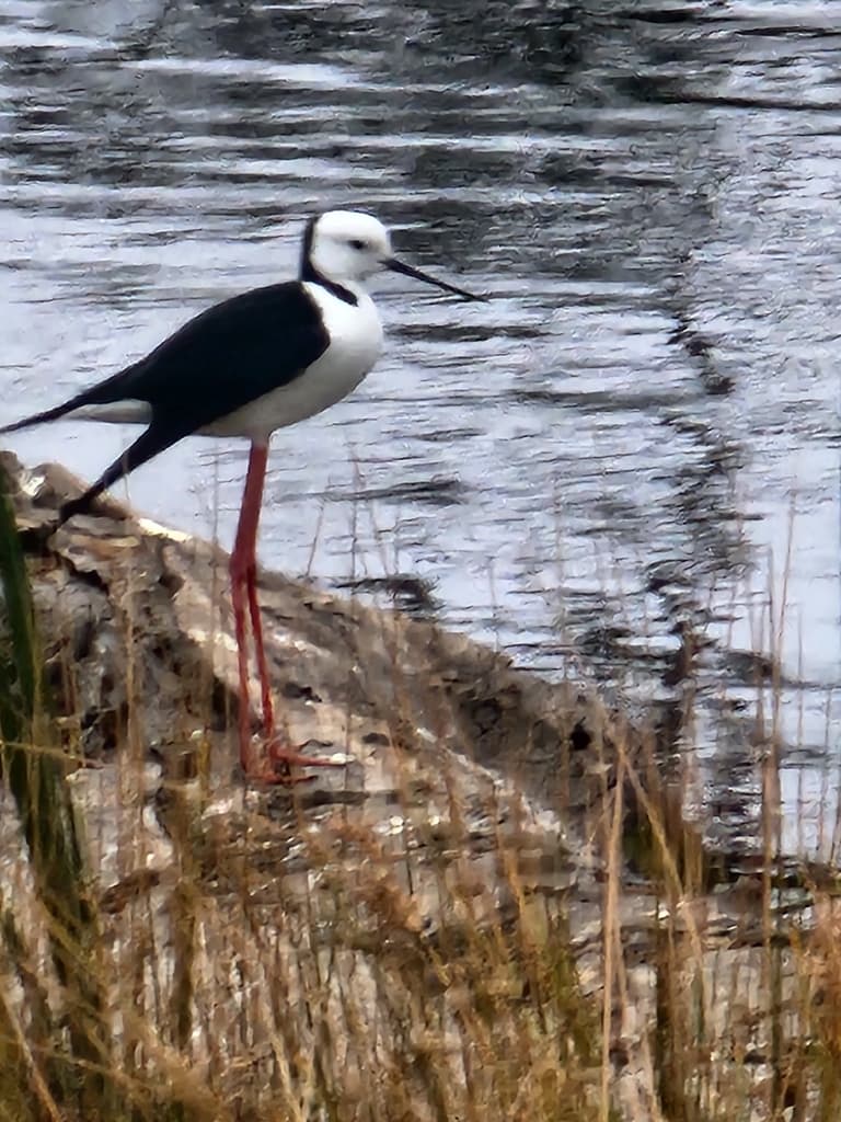 Black-winged Stilt