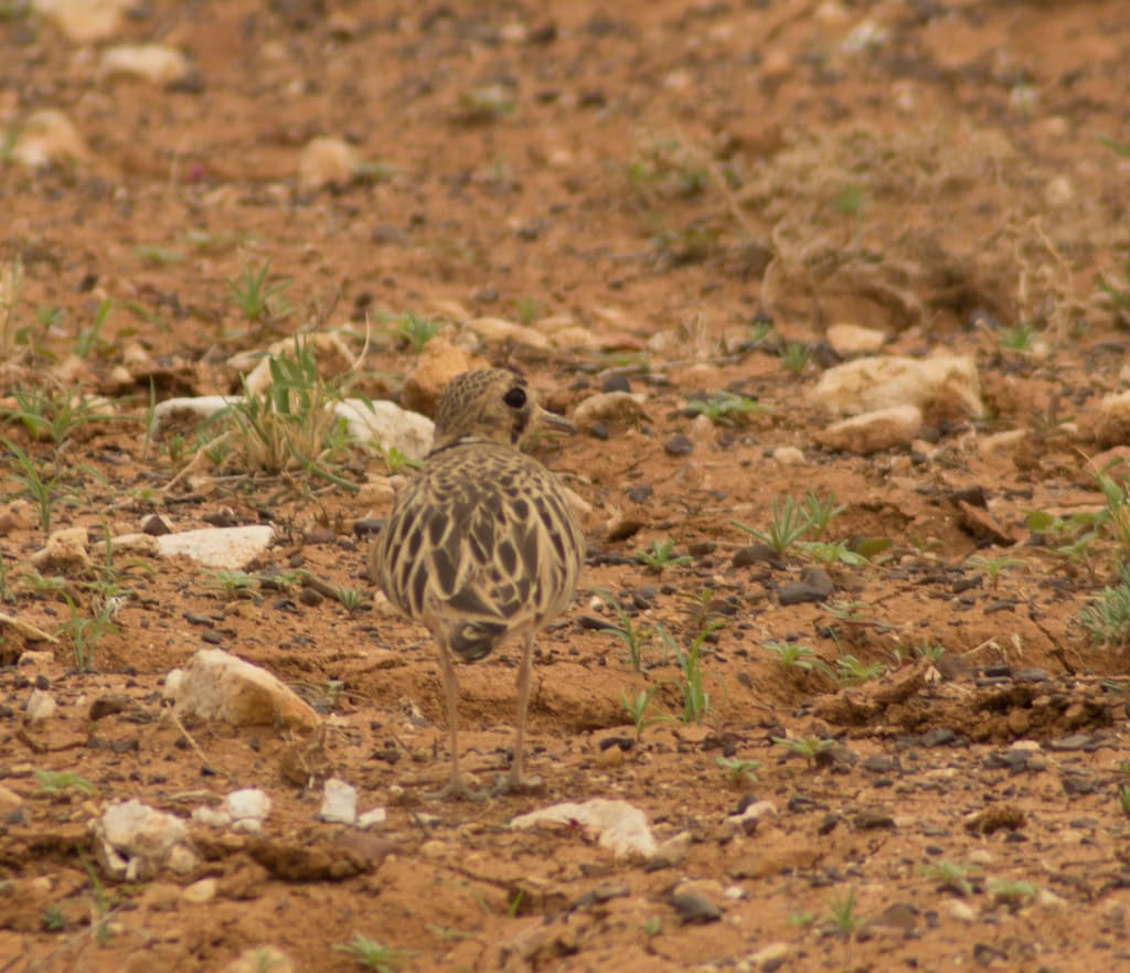 Inland Dotterel