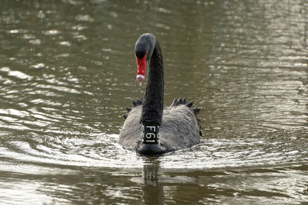 Black Swan