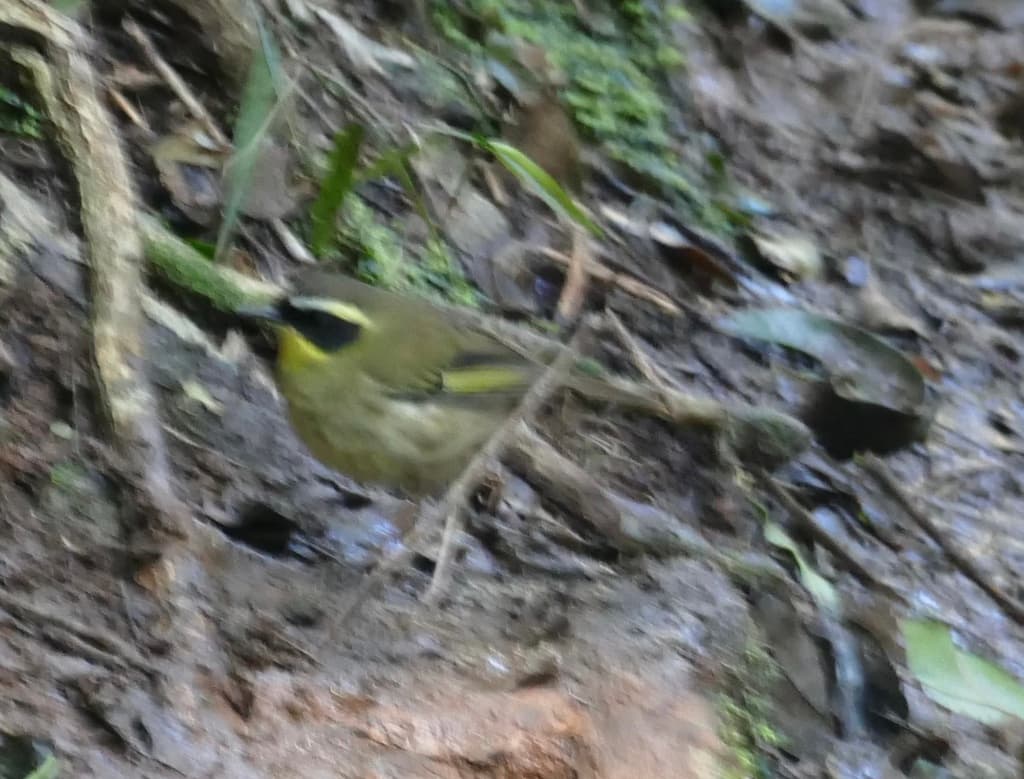Yellow-throated Scrubwren