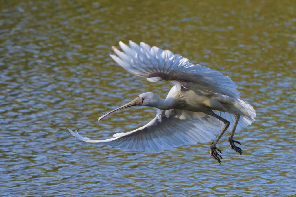 Yellow-billed Spoonbill