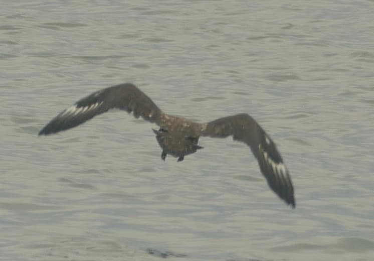 Brown Skua