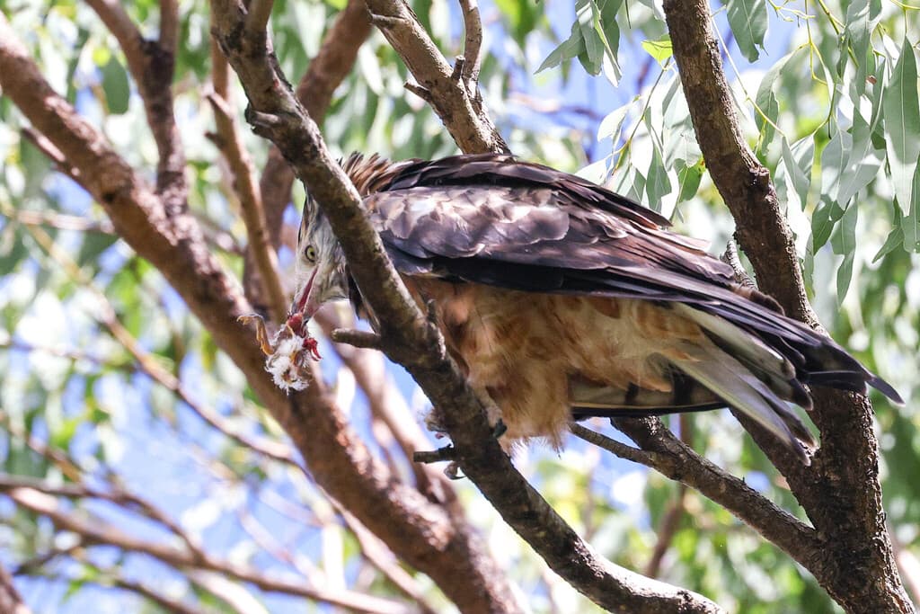 Square-tailed Kite