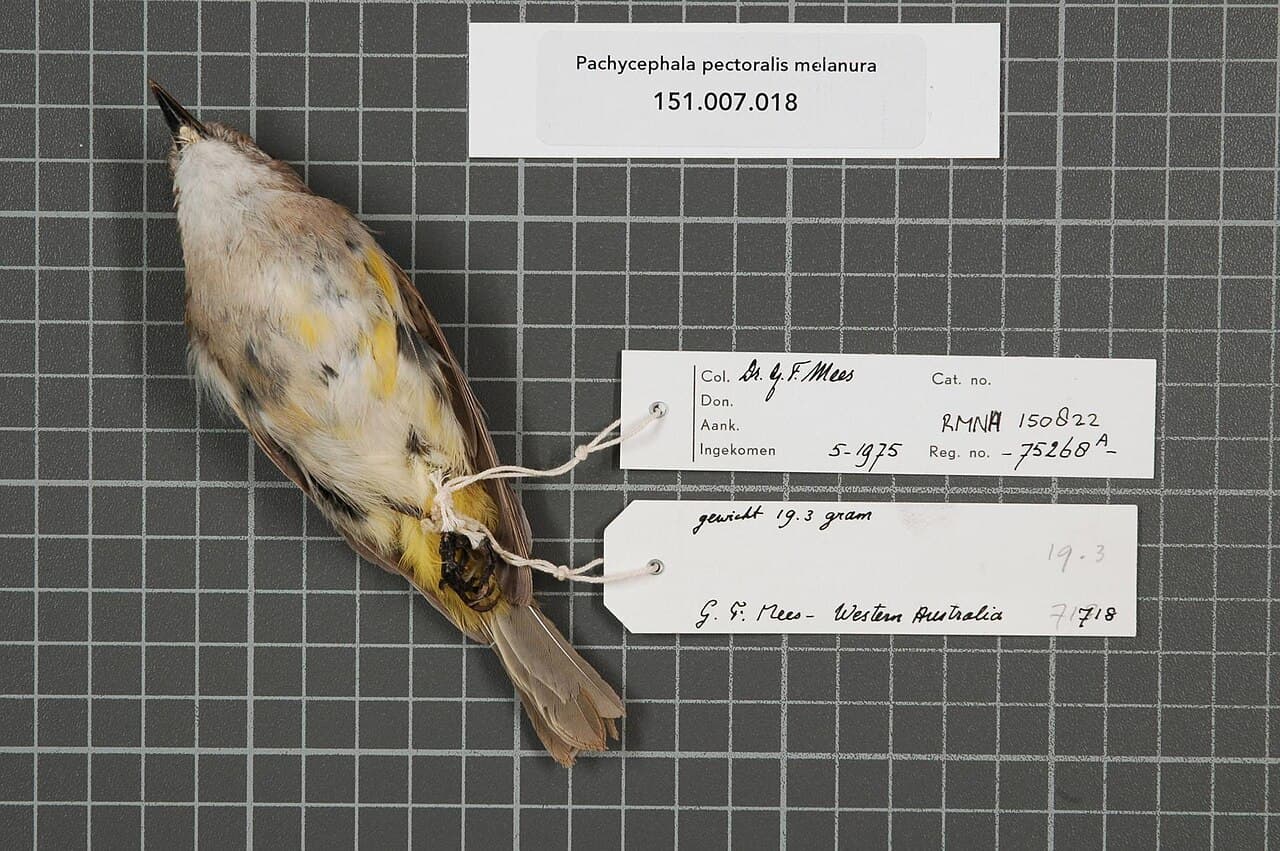 Mangrove Golden Whistler