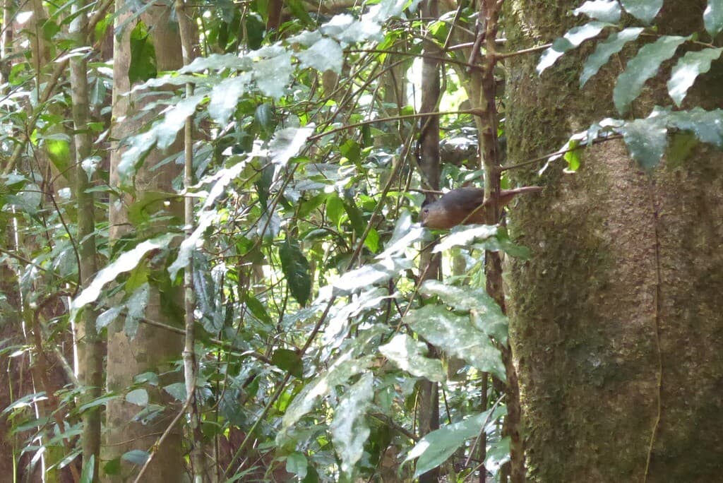Bower's Shrikethrush