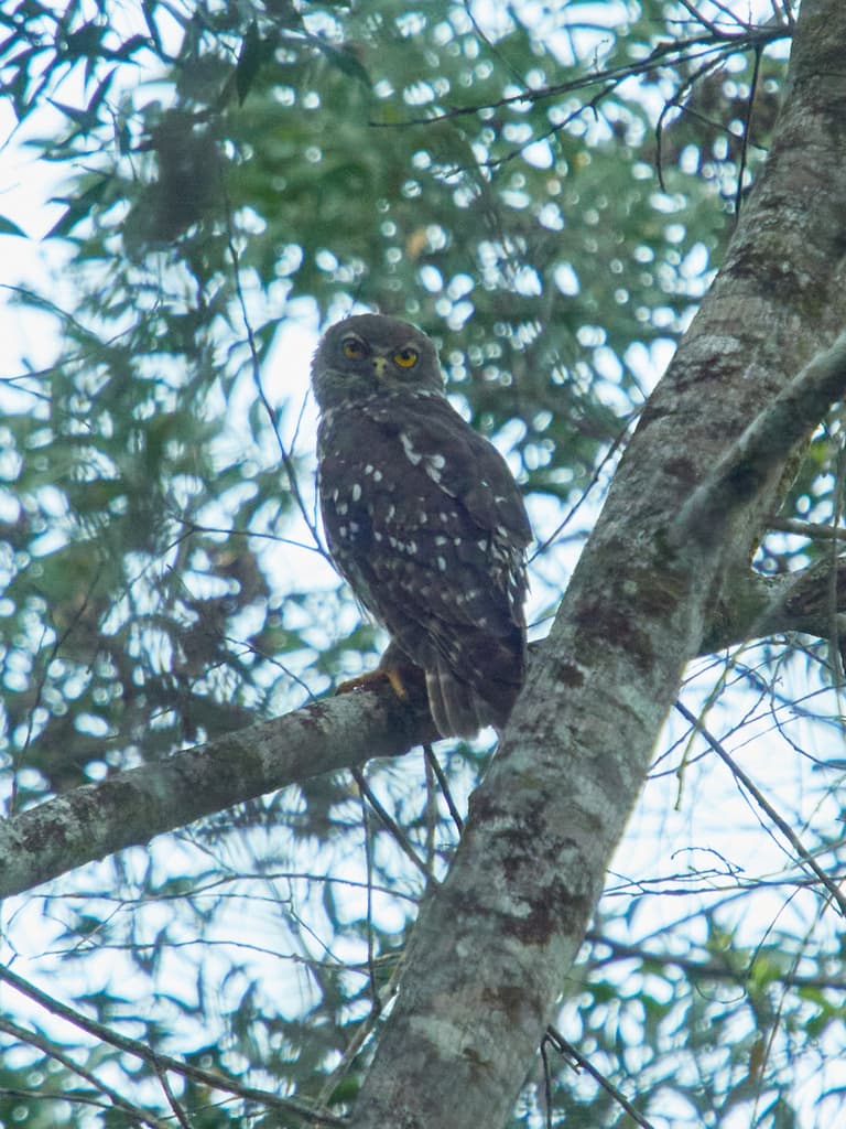 Barking Owl