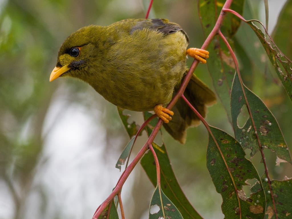 Bell Miner
