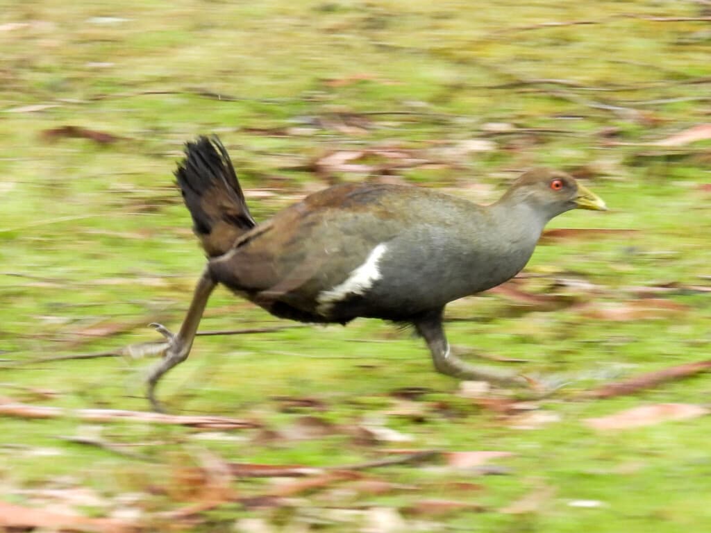 Tasmanian Nativehen