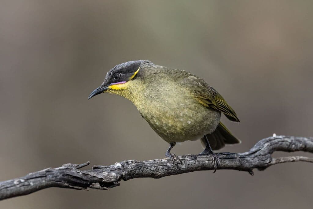 Purple-gaped Honeyeater