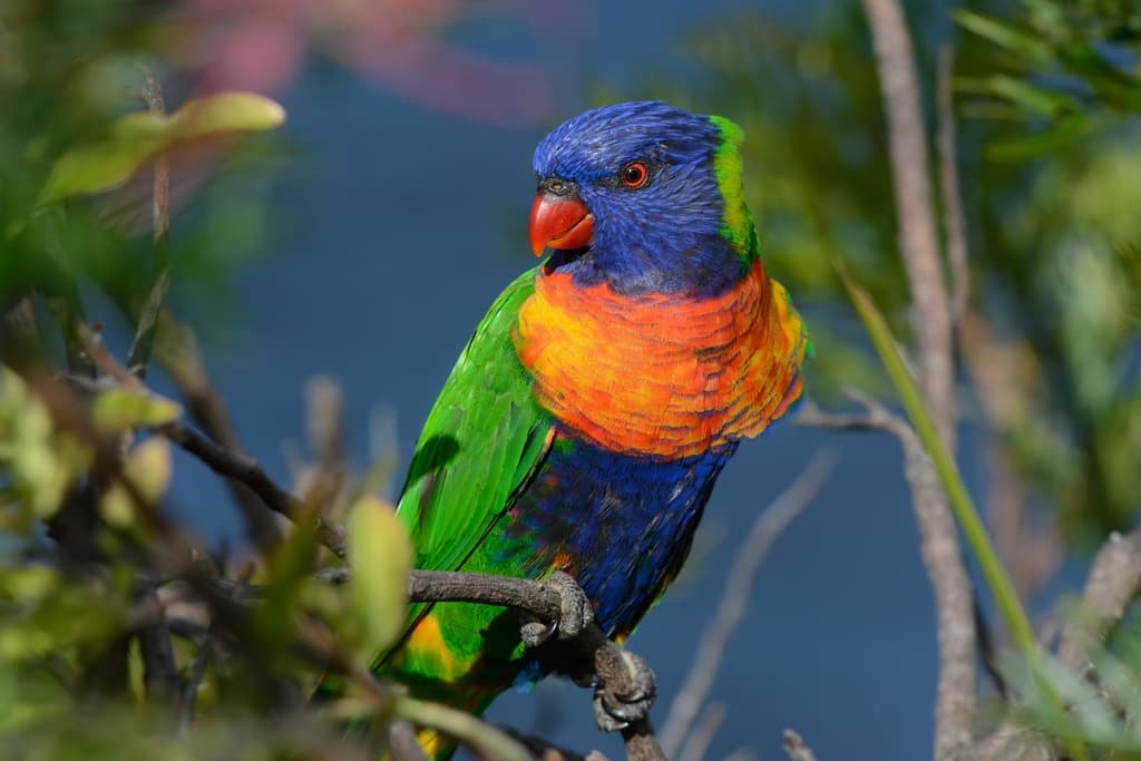 Rainbow Lorikeet