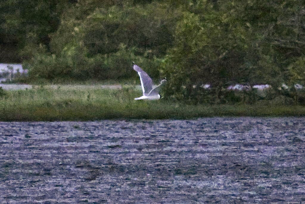 Franklin's Gull