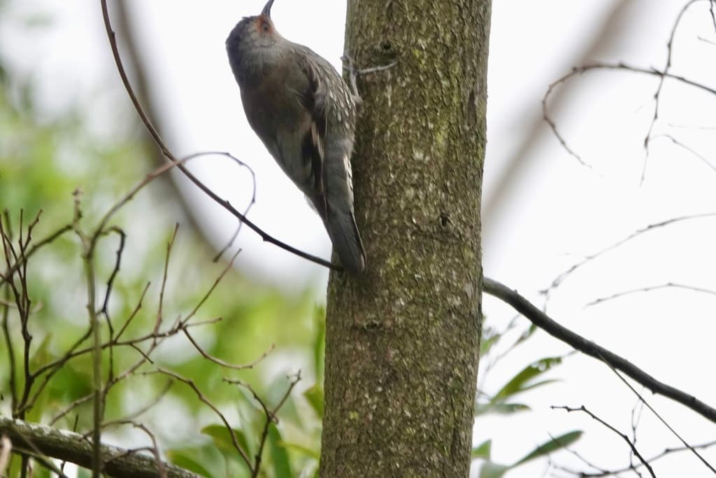 Red-browed Treecreeper