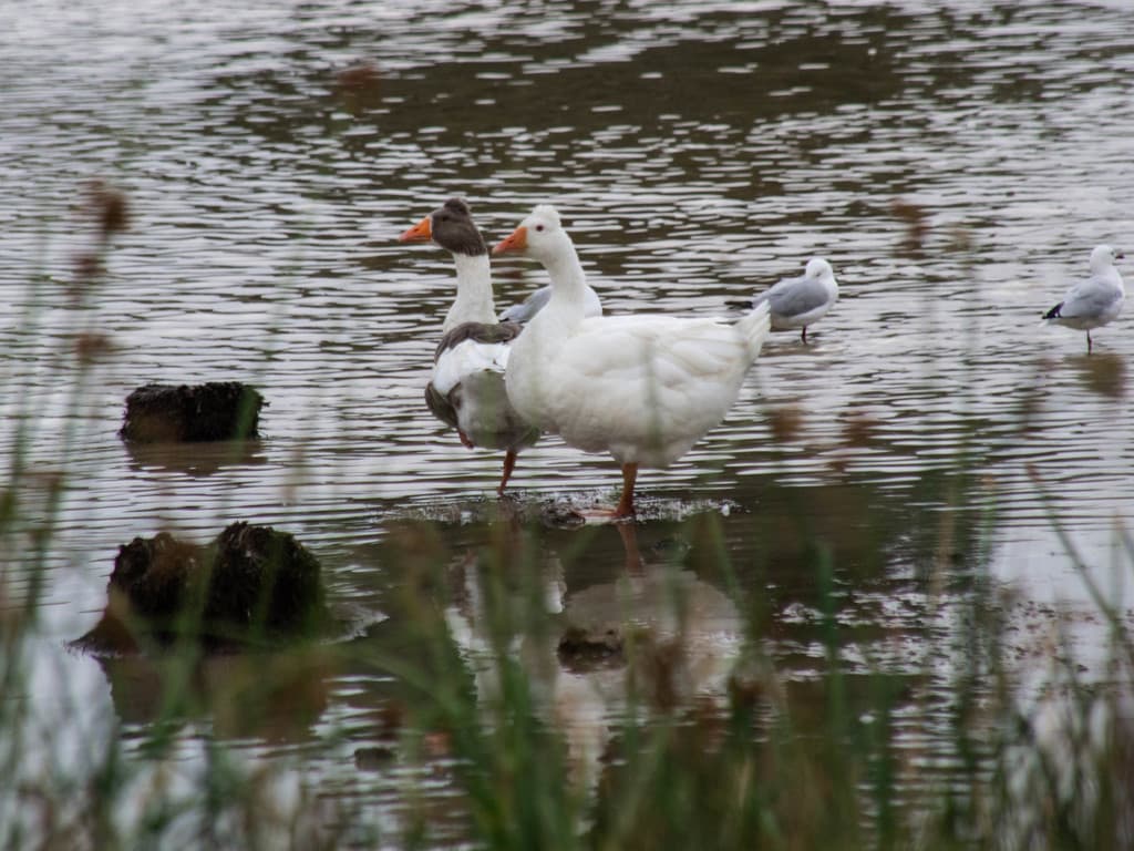 Greylag Goose