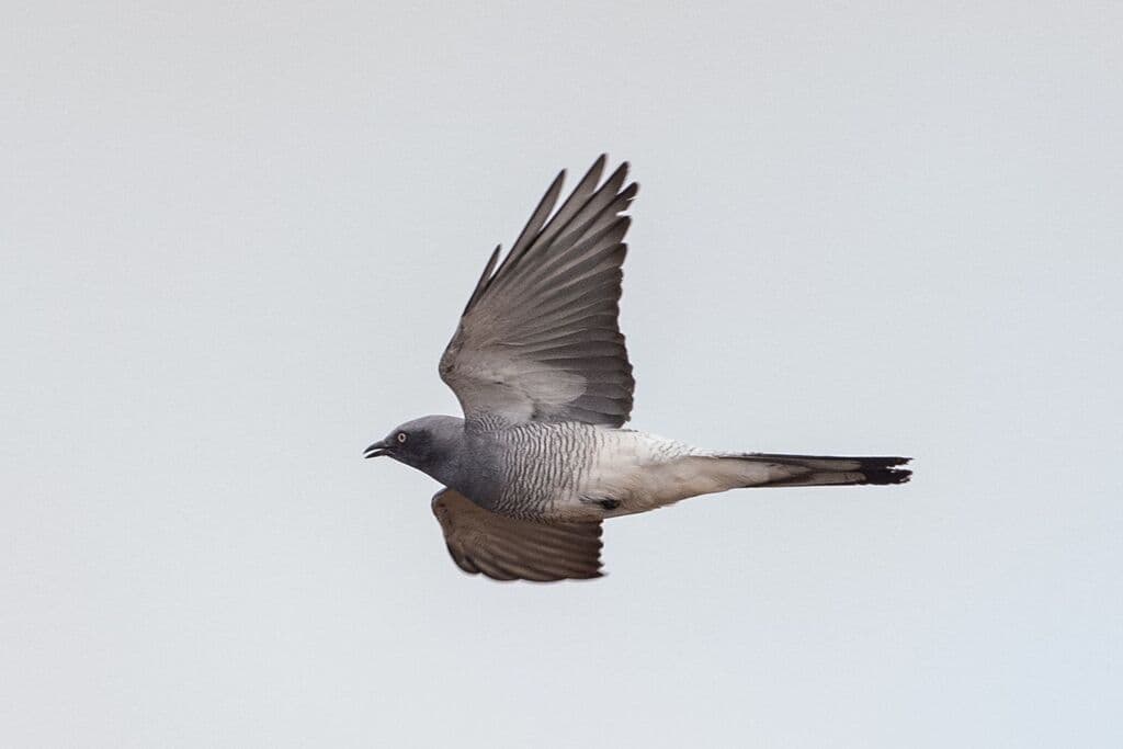 Ground Cuckooshrike