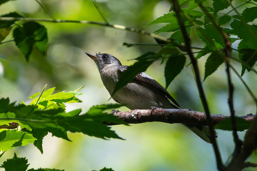White-eared Monarch