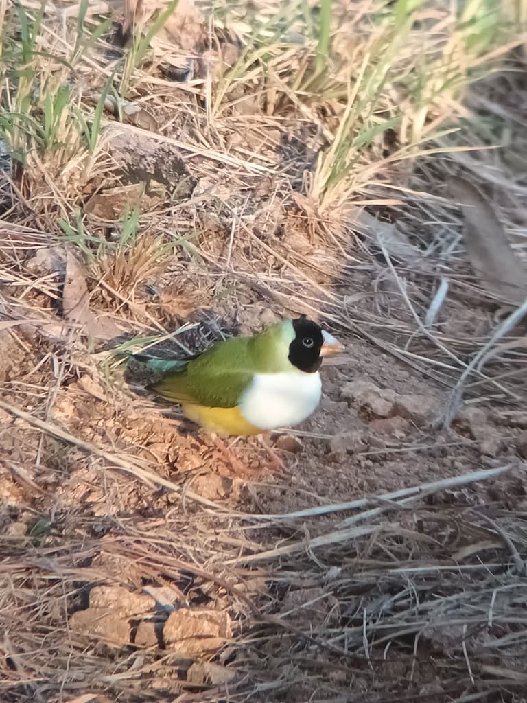 Gouldian Finch