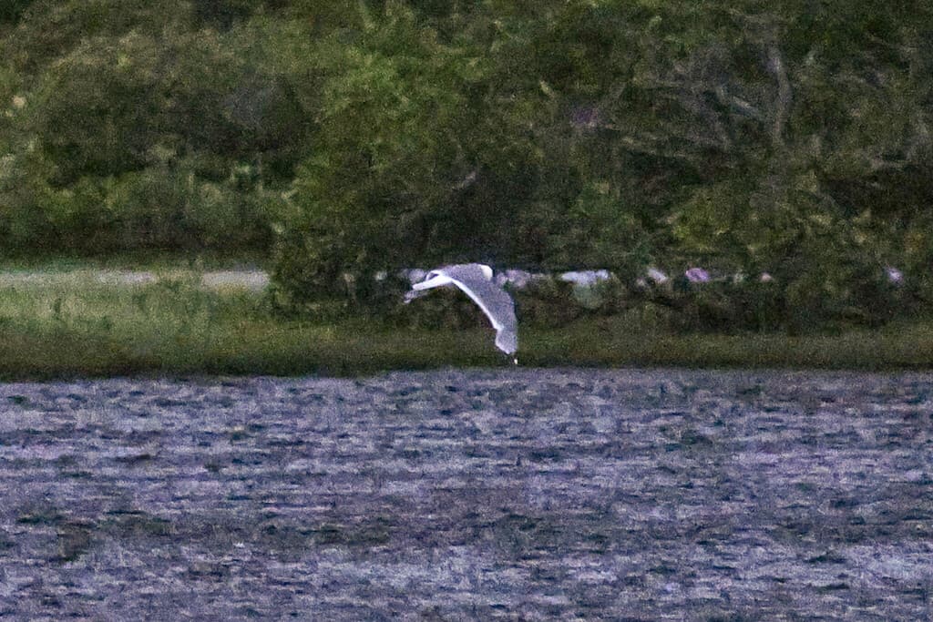 Franklin's Gull