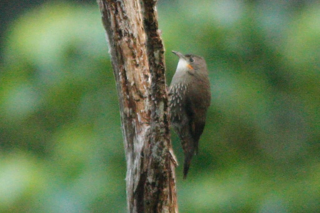 White-throated Treecreeper