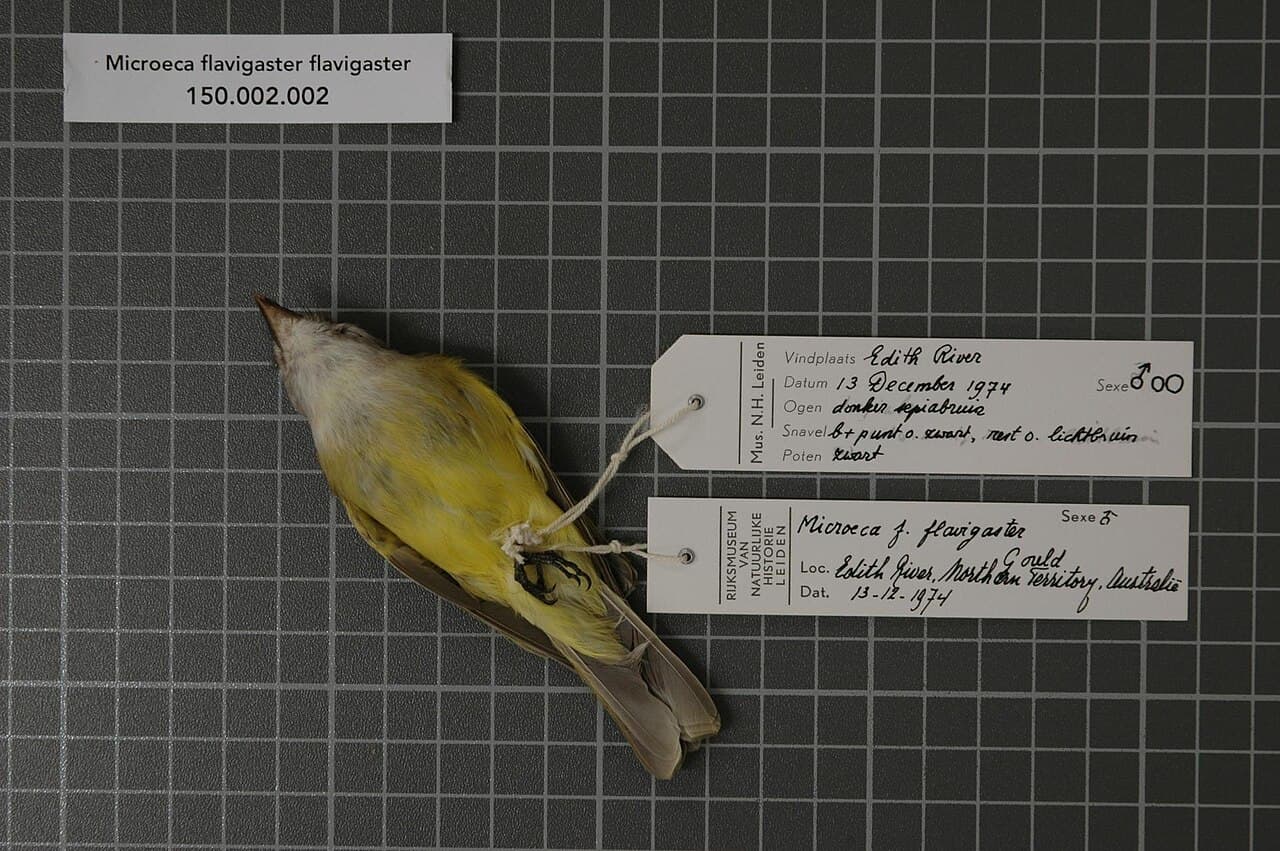Lemon-bellied Flyrobin