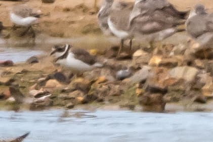 Semipalmated Plover