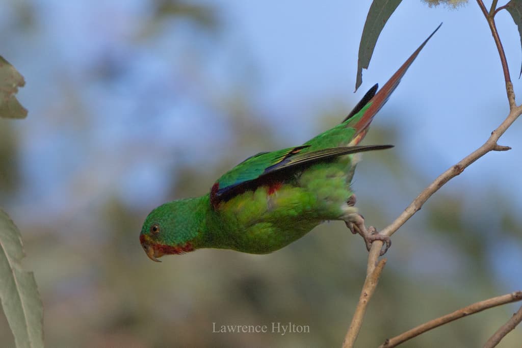 Swift Parrot