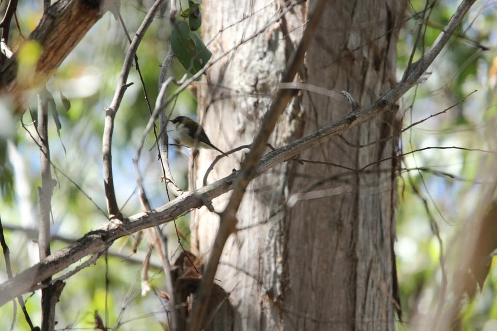 Black-headed Honeyeater