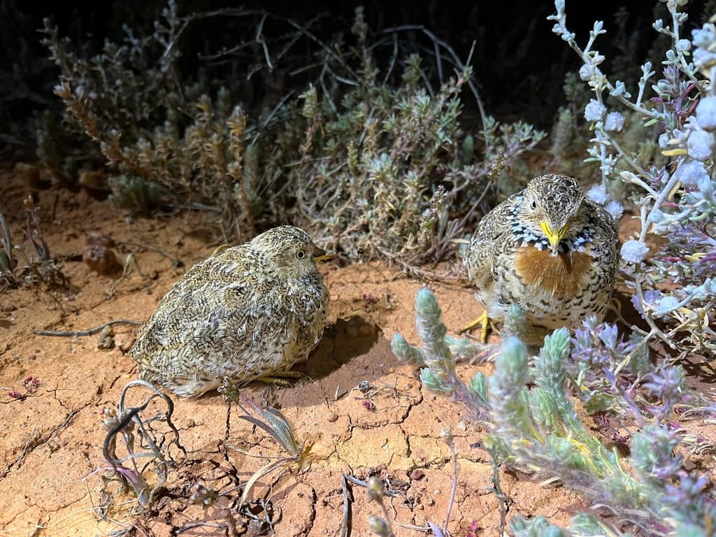 Plains-wanderer