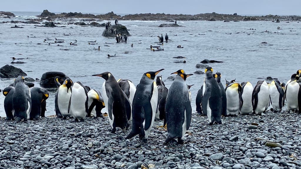King Penguin