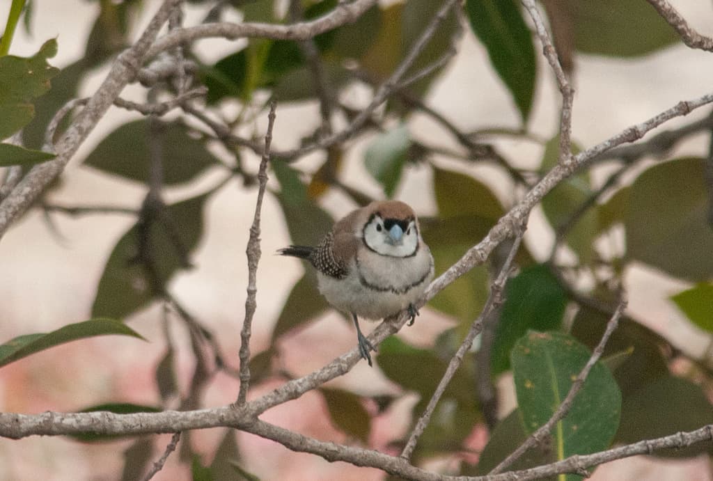 Double-barred Finch