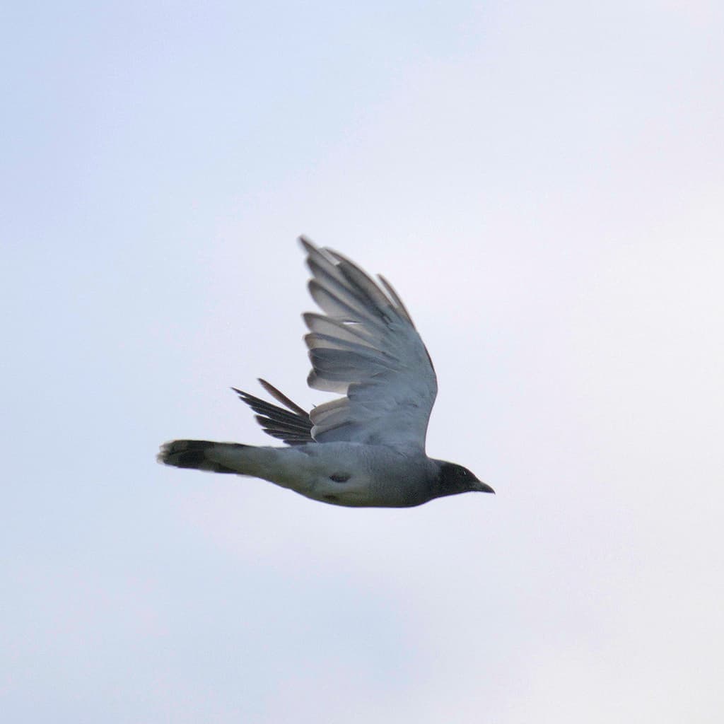 Black-faced Cuckooshrike