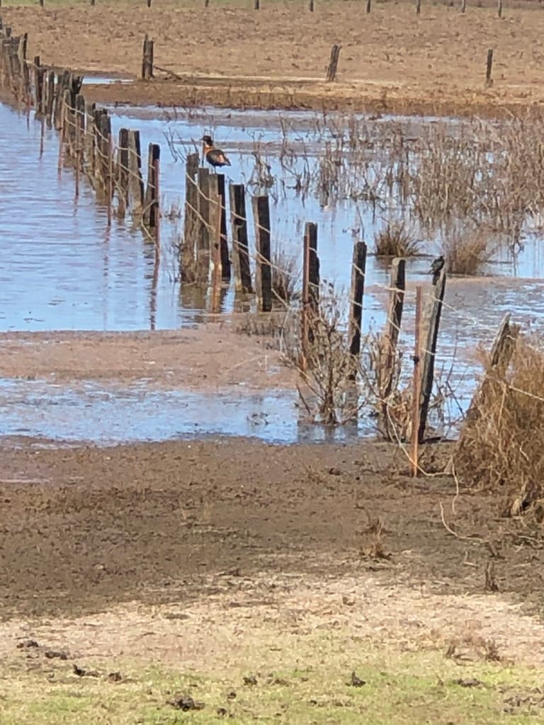 Australian Shelduck