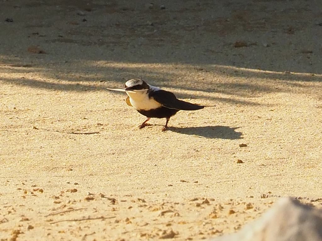 White-backed Swallow