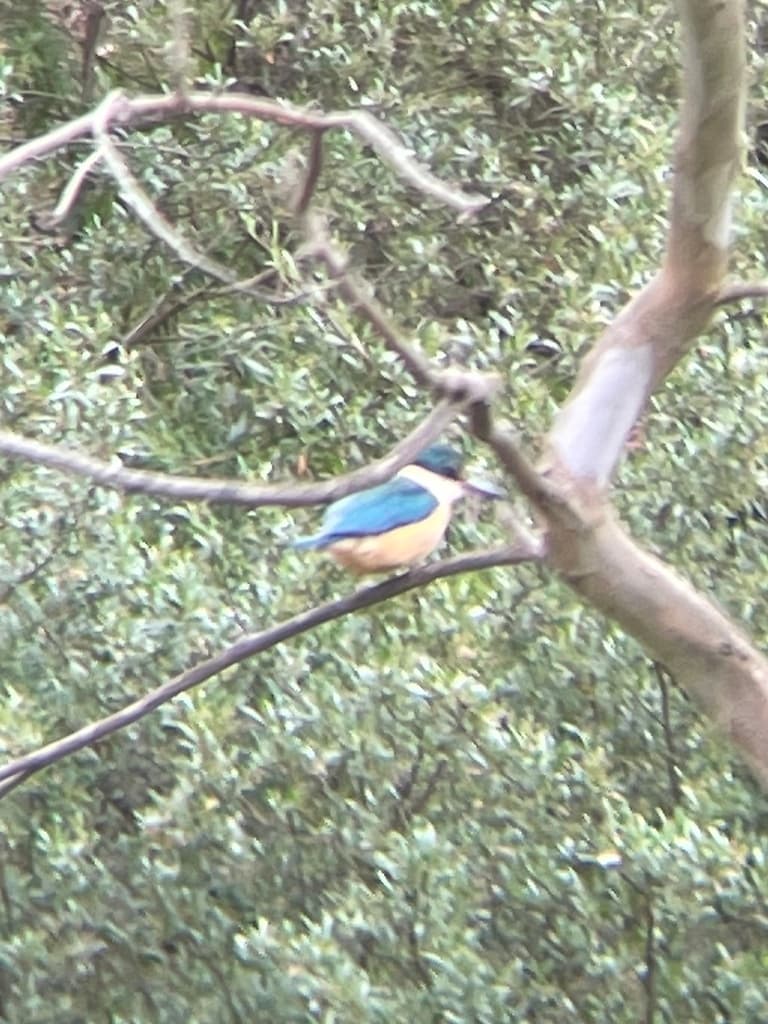 Sacred Kingfisher