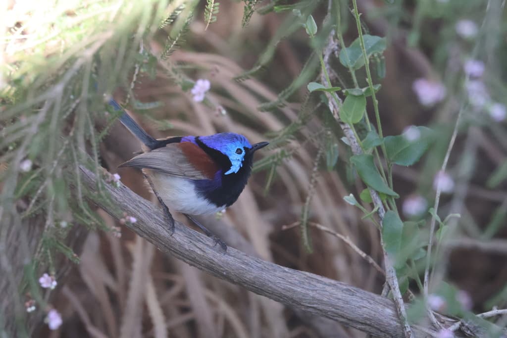 Purple-backed Fairywren