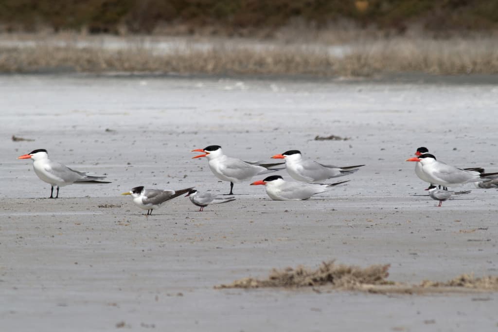 Caspian Tern