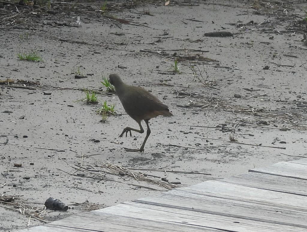 Pale-vented Bush-hen