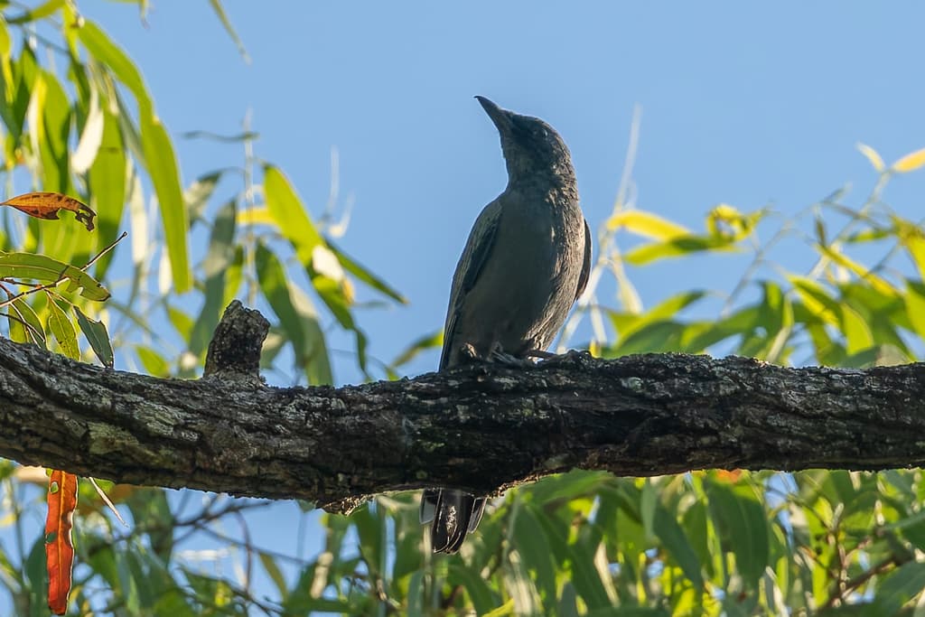 Sahul Cicadabird
