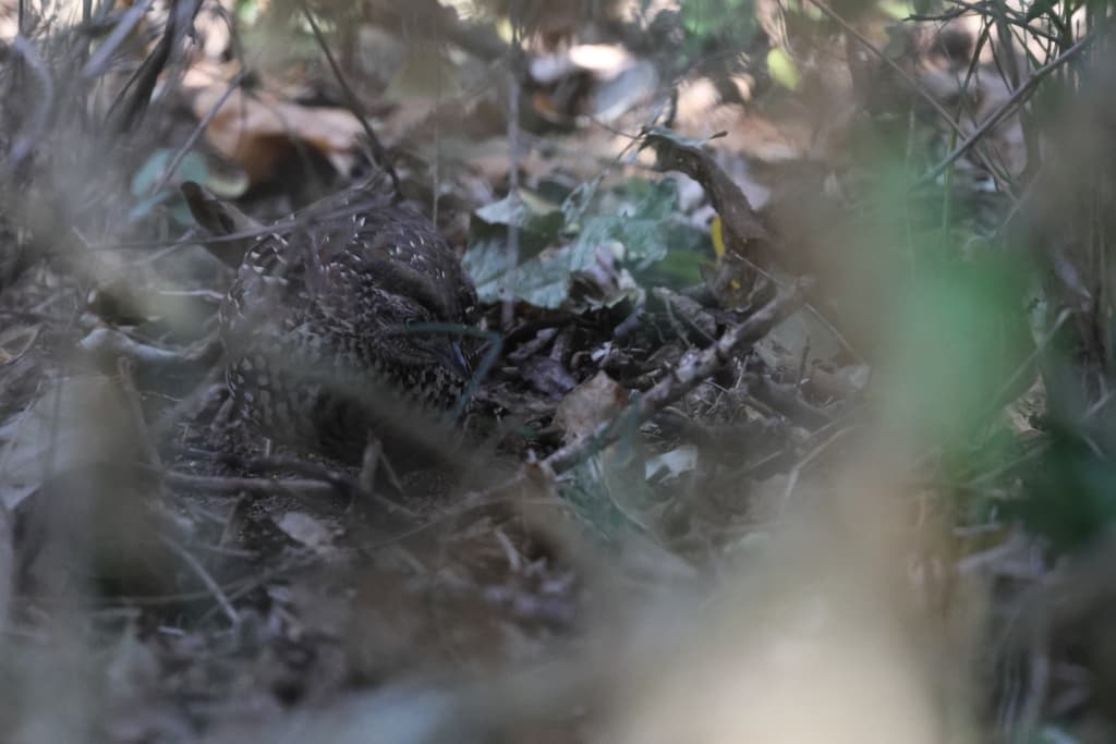 Black-breasted Buttonquail