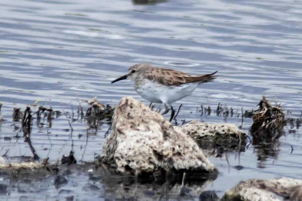 White-rumped Sandpiper