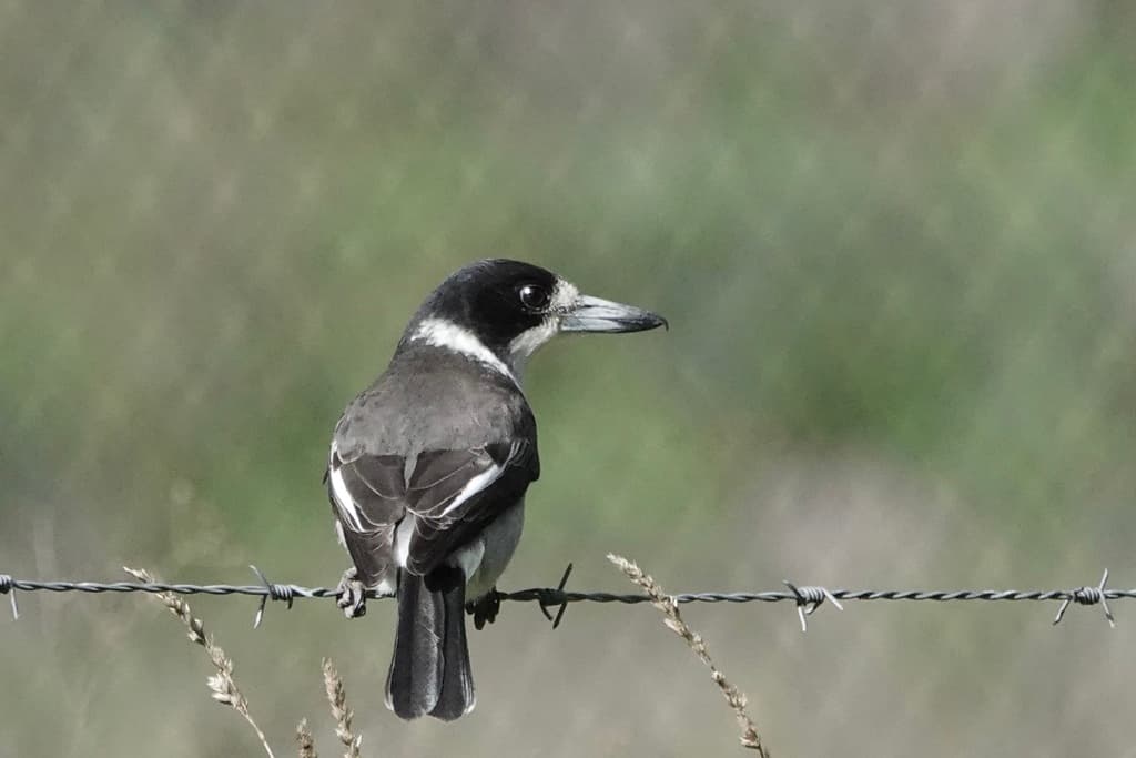 Grey Butcherbird