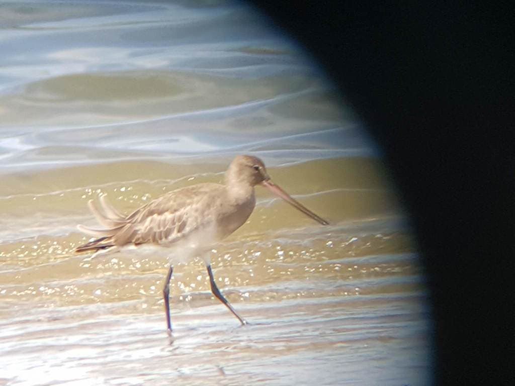 Hudsonian Godwit