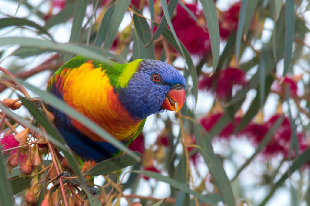 Rainbow Lorikeet