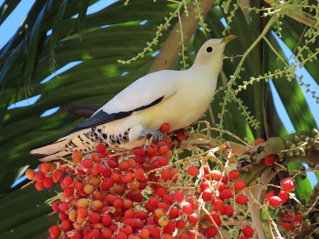 Torresian Imperial Pigeon