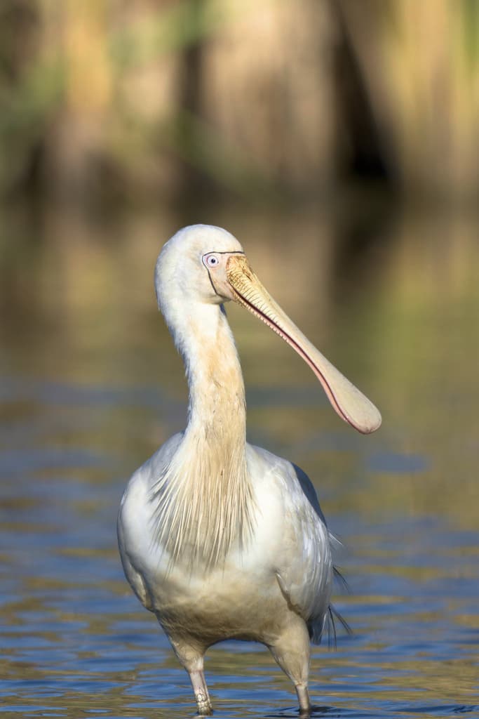 Yellow-billed Spoonbill