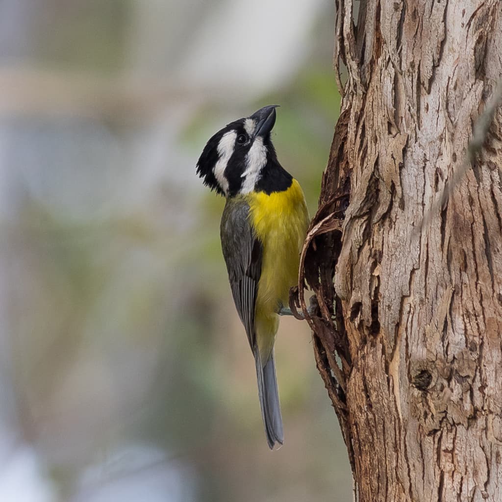 Eastern Shriketit