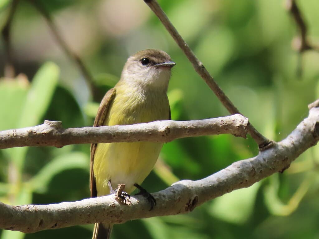 Lemon-bellied Flyrobin